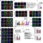 PRC1 Antibody in Western Blot (WB)