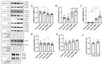 SGK1 Antibody in Western Blot (WB)