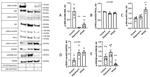 SGK1 Antibody in Western Blot (WB)