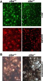 ZO-1 Antibody in Immunocytochemistry (ICC/IF)
