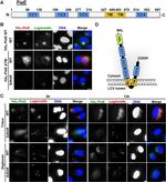 Legionella Polyclonal Antibody