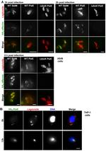 Legionella Antibody in Immunocytochemistry (ICC/IF)