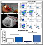 CD202b (TIE2) Antibody in Flow Cytometry (Flow)