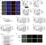 IFIT1 Antibody in Western Blot (WB)
