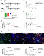 Rhinovirus VP3 Monoclonal Antibody (G47A)