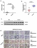 ZBTB24 Antibody in Western Blot (WB)