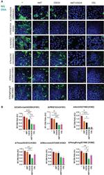 Influenza A M1 Monoclonal Antibody (GA2B)