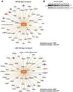 CAR Antibody in Western Blot (WB)