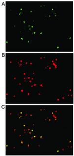 IL-17A Monoclonal Antibody (eBio64DEC17), eBioscience™