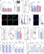 CD36 Polyclonal Antibody, HRP