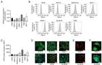 TAS2R14 Antibody in Flow Cytometry (Flow)