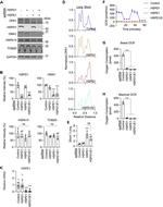 HSPA14 Antibody in Western Blot (WB)