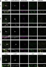 Rabbit IgG (H+L) Highly Cross-Adsorbed Secondary Antibody in Immunocytochemistry (ICC/IF)