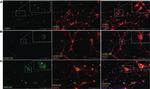Rabbit IgG (H+L) Cross-Adsorbed Secondary Antibody in Immunocytochemistry (ICC/IF)