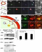 GFP Antibody in Immunocytochemistry (ICC/IF)
