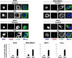 Mouse IgG (H+L) Highly Cross-Adsorbed Secondary Antibody in Immunocytochemistry (ICC/IF)