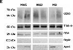 Mouse IgG (H+L) Secondary Antibody in Western Blot (WB)