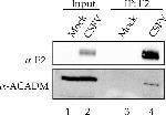 Rabbit IgG (H+L) Secondary Antibody in Western Blot (WB)
