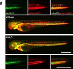 Chicken IgY (H+L) Secondary Antibody in Immunohistochemistry (IHC)