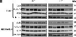 Mouse IgG (H+L) Secondary Antibody in Western Blot (WB)