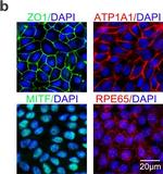 Rabbit IgG (H+L) Cross-Adsorbed Secondary Antibody in Immunocytochemistry (ICC/IF)