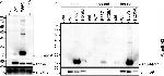 Mouse IgG (H+L) Secondary Antibody in Western Blot (WB)