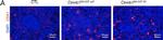Rat IgG (H+L) Cross-Adsorbed Secondary Antibody in Immunohistochemistry (IHC)