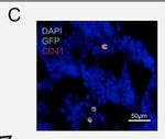 Rat IgG (H+L) Cross-Adsorbed Secondary Antibody in Immunohistochemistry (IHC)