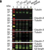 Mouse IgG (H+L) Cross-Adsorbed Secondary Antibody in Western Blot (WB)