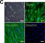 Mouse IgG2a Cross-Adsorbed Secondary Antibody in Immunocytochemistry (ICC/IF)