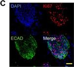 Mouse IgG2a Cross-Adsorbed Secondary Antibody in Immunocytochemistry (ICC/IF)
