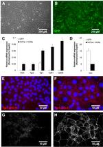 ZO-1 Antibody in Immunocytochemistry (ICC/IF)
