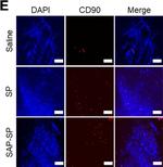 Mouse IgG (H+L) Cross-Adsorbed Secondary Antibody in Immunohistochemistry (IHC)