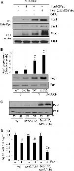 PGK1 Antibody in Western Blot (WB)
