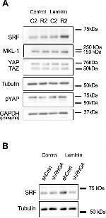 Mouse IgG Fc Secondary Antibody in Western Blot (WB)