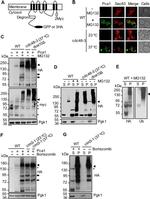 PGK1 Antibody in Western Blot (WB)
