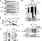 PGK1 Antibody in Western Blot (WB)