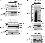 PGK1 Antibody in Western Blot (WB)