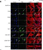 Mouse IgG (H+L) Highly Cross-Adsorbed Secondary Antibody in Immunocytochemistry (ICC/IF)