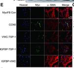 Mouse IgG (H+L) Highly Cross-Adsorbed Secondary Antibody in Immunocytochemistry (ICC/IF)
