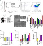 CD63 Antibody in Western Blot (WB)