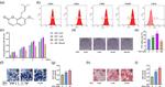CD29 (Integrin beta 1) Antibody in Flow Cytometry (Flow)