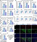 Ly-6G Antibody in Flow Cytometry (Flow)