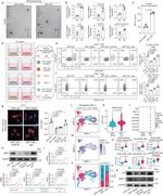 CD25 Antibody in Flow Cytometry (Flow)
