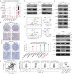 Perforin Antibody in Flow Cytometry (Flow)