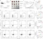 Perforin Antibody in Flow Cytometry (Flow)
