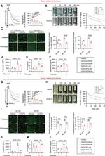 CD62P (P-Selectin) Antibody in Flow Cytometry (Flow)