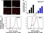 CD247 (CD3 zeta) Antibody in Flow Cytometry (Flow)