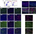 CD275 (B7-H2) Antibody in Flow Cytometry (Flow)