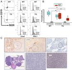 CD19 Antibody in Flow Cytometry (Flow)